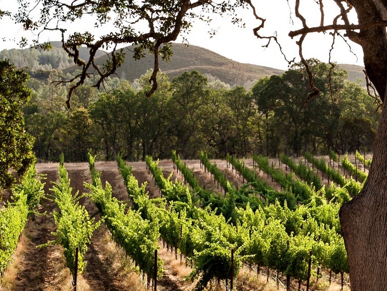 Sleep in the heart of a working winery in Northern California